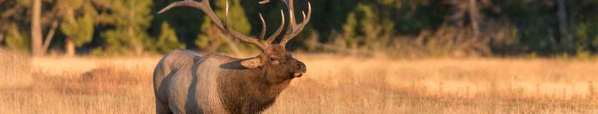 A big bull elk at sunset