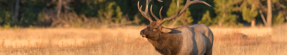 A big bull elk at sunset